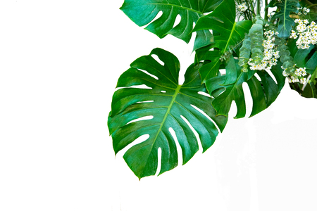 Monstera leaves leaves with Isolate on white background Leaves on whiteの写真素材
