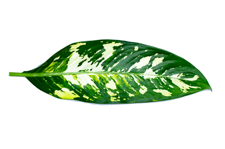 Leaves Calathea ornata pin stripe background White Isolateの写真素材