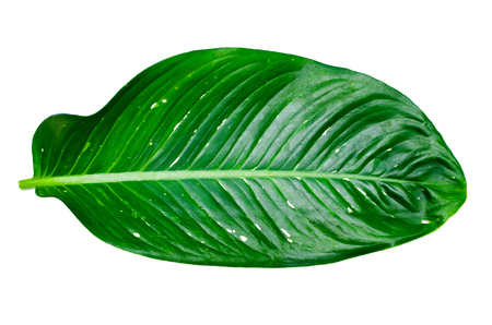 Leaves Calathea ornata pin stripe background White Isolateの写真素材