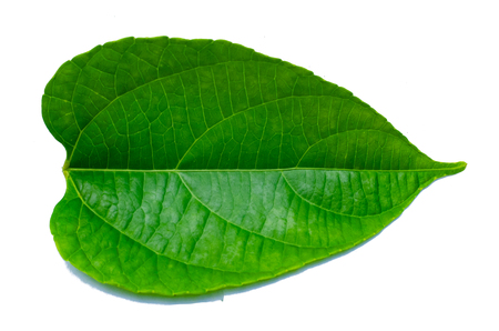 Leaves Calathea ornata pin stripe background White Isolateの写真素材