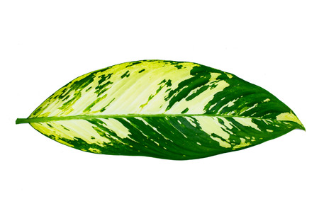 Leaves Calathea ornata pin stripe background White Isolateの写真素材
