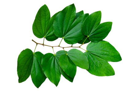 Chongkho leaves Isolate Bouquet decorate the designの写真素材