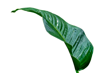 Leaves Calathea ornata pin stripe background White Isolateの写真素材