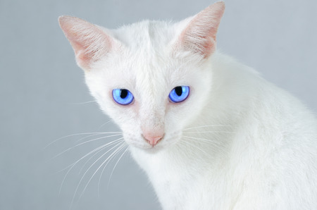 White kitten Portrait of Pure White Cat with blue eyes on Isolated Background, front viewの写真素材