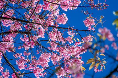 Sakura blue background Angkhang Chiang Mai Thailandの写真素材