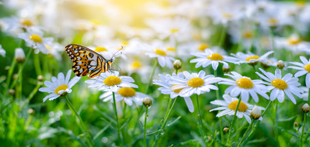 The yellow orange butterfly is on the white pink flowers in the green grass fieldsの写真素材