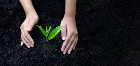 environment Earth Day In the hands of trees growing seedlings. Bokeh green Background Female hand holding tree on nature field grass Forest conservation conceptの写真素材