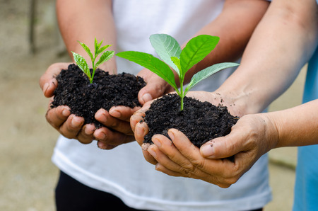 environment Earth Day In the hands of trees growing seedlings. Bokeh green Background Female hand holding tree on nature field grass Forest conservation conceptの写真素材