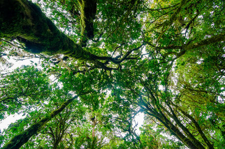 Rain forest Doi Inthanon Cloud Forest Chiang Mai Thailandの写真素材