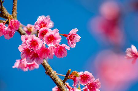Sakura blue background Angkhang Chiang Mai Thailandの写真素材