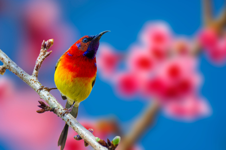 Red bird blue background perched on the branches Sakuraの写真素材