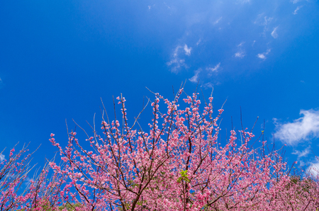 Sakura blue background Angkhang Chiang Mai Thailandの写真素材