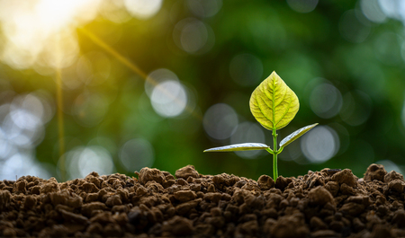 Development of seedling growth Planting seedlings young plant in the morning light on nature backgroundの写真素材