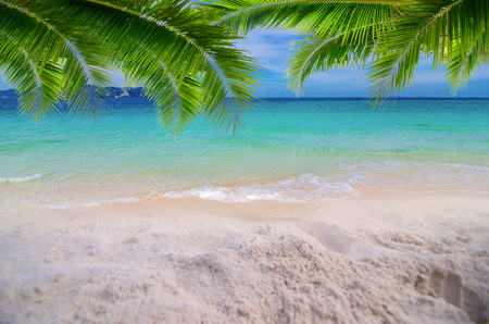 Summer vacation white sand beach with space for text coconut leaves rear frame sea view energetic floorの写真素材