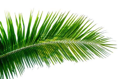 coconut leaves white backgroundの写真素材