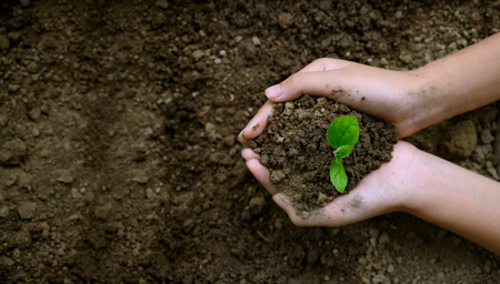 environment Earth Day In the hands of trees growing seedlings. Bokeh green Background Female hand holding tree on nature field grass Forest conservation conceptの写真素材
