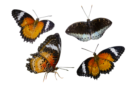Collection Butterfly spots orange yellow white background Isolateの写真素材