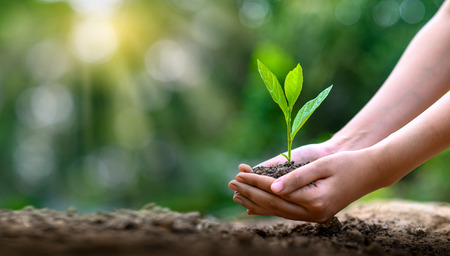 environment Earth Day In the hands of trees growing seedlings. Bokeh green Background Female hand holding tree on nature field grass Forest conservation conceptの写真素材