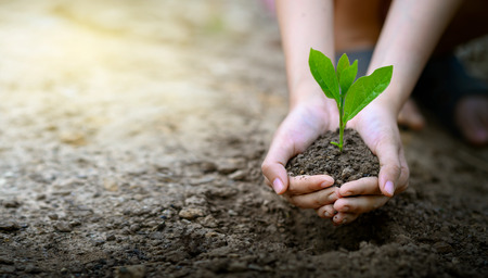 environment Earth Day In the hands of trees growing seedlings. Bokeh green Background Female hand holding tree on nature field grass Forest conservation conceptの写真素材