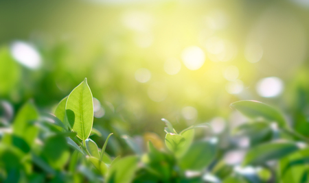 Natural green background with golden light garden with copy space using as backgroundの写真素材