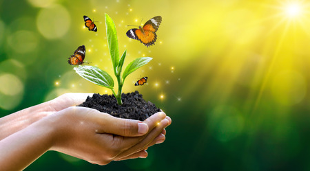 environment Earth Day In the hands of trees growing seedlings. Bokeh green Background Female hand holding tree on nature field grass Forest conservation conceptの写真素材