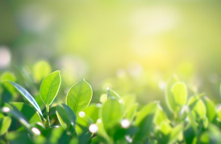Natural green background with golden light garden with copy space using as backgroundの写真素材
