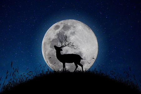 The deer stands on the mountain a large moon background in the night that the stars are full of skyの写真素材
