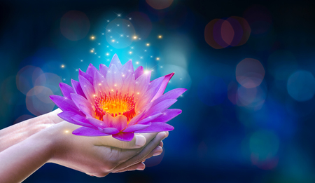 In the hands of a flower lotus Pink light purple floating light sparkle purple backgroundの写真素材