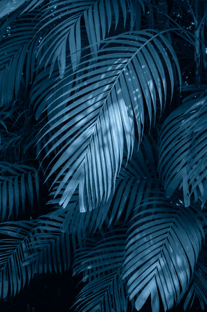 Leaves abstract palm tropical leaves colorful flower on dark tropical foliage nature background dark blue foliage natureの写真素材