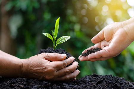 environment Earth Day In the hands of trees growing seedlings. Bokeh green Background Female hand holding tree on nature field grass Forest conservation conceptの写真素材
