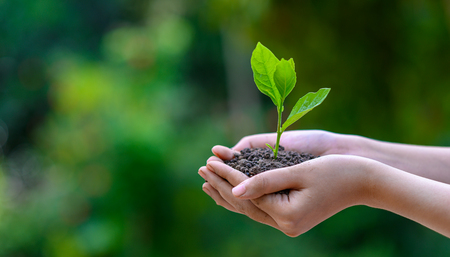 environment Earth Day In the hands of trees growing seedlings. Bokeh green Background Female hand holding tree on nature field grass Forest conservation conceptの写真素材