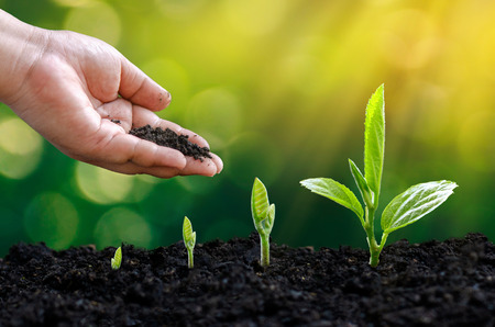 tree sapling hand planting sprout in soil with sunset close up male hand planting young tree over green backgroundの写真素材