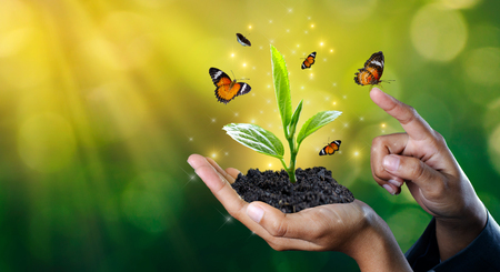 environment Earth Day In the hands of trees growing seedlings. Bokeh green Background Female hand holding tree on nature field grass Forest conservation conceptの写真素材