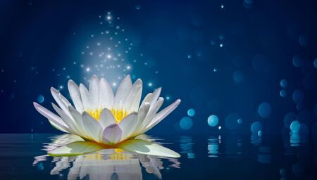 lotus white light purple floating light sparkle backgroundの写真素材