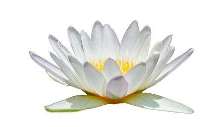 White lotus in a white background Isolateの写真素材