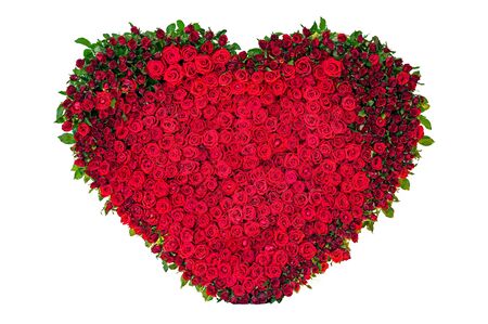 heart rose isolated on the white backgroundの写真素材