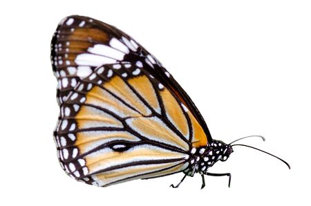 Butterfly spots orange yellow white background Isolateの写真素材