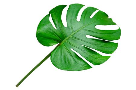 Monstera leaves leaves with Isolate on white background Leaves on whiteの写真素材