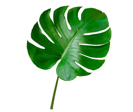 Monstera leaves leaves with Isolate on white background Leaves on whiteの写真素材