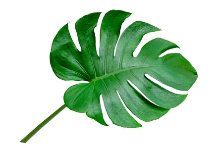 Monstera leaves leaves with Isolate on white background Leaves on whiteの写真素材