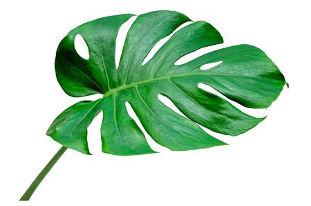 Monstera leaves leaves with Isolate on white background Leaves on whiteの写真素材