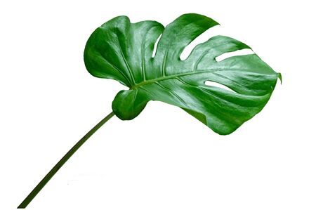 Monstera leaves leaves with Isolate on white background Leaves on whiteの写真素材
