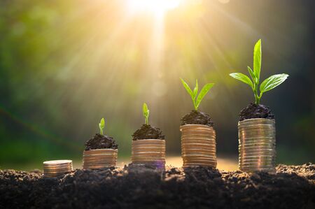 Money growth Saving money. Upper tree coins to shown concept of growing businessの写真素材