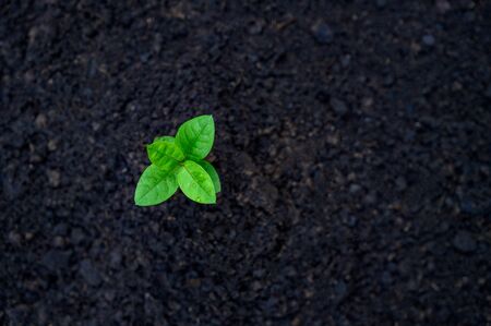 Development of seedling growth Planting seedlings young plant in the morning light on nature backgroundの写真素材