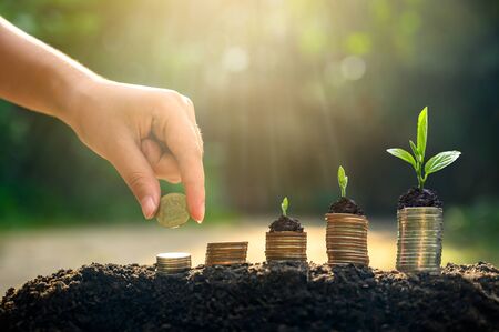 Money growth Saving money. Upper tree coins to shown concept of growing businessの写真素材