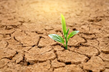 Trees are growing in dry ground Concept Forest and nature conservationの写真素材