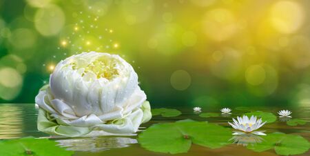 lotus white light purple floating light sparkle backgroundの写真素材
