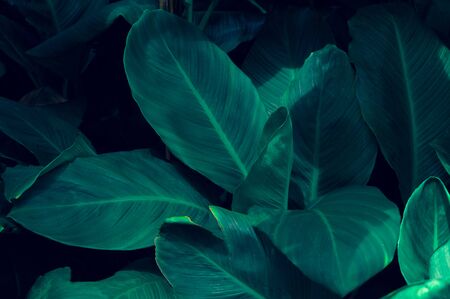 Leaves Calathea ornata pin stripe background blueの写真素材