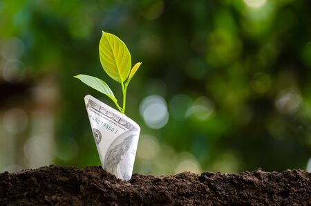 Banknotes tree Image of bank note with plant growing on top for business green natural background money saving and investment financial conceptの写真素材