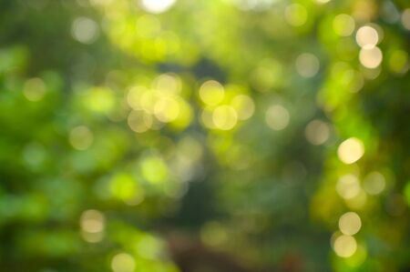 Bokeh blur green backgroundの写真素材